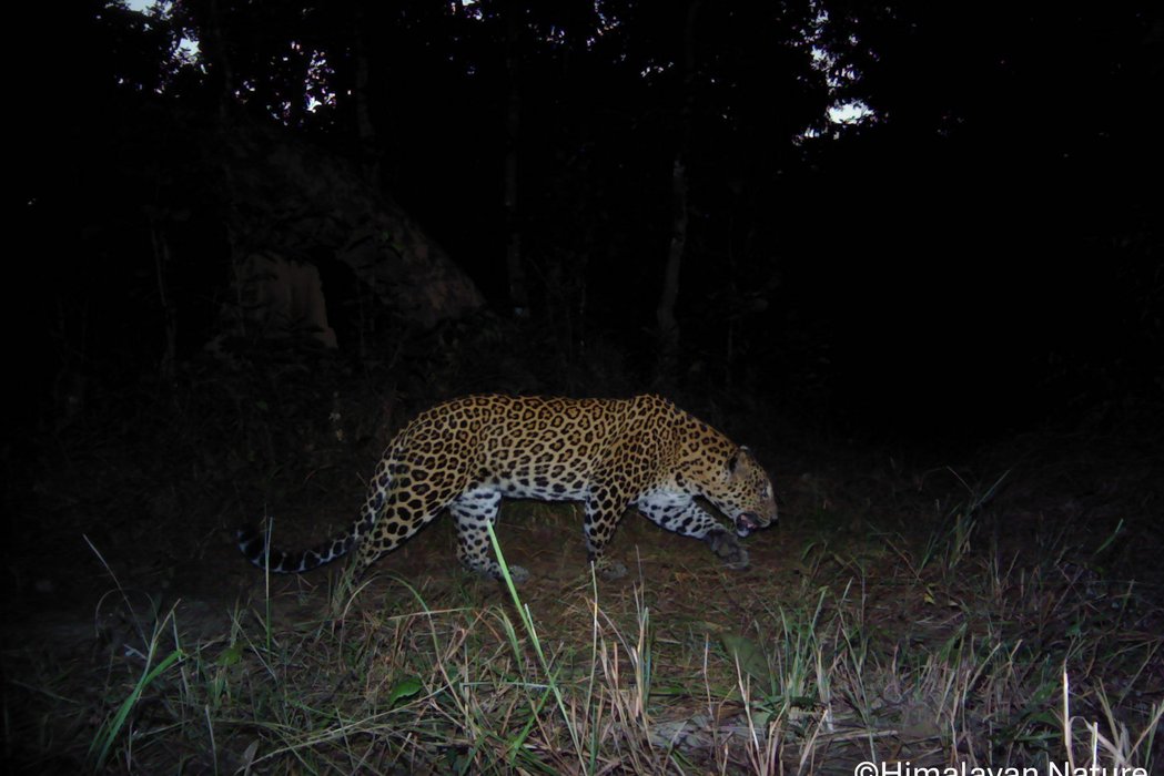 Community-Focused Interventions to Promote Human-Leopard Coexistence in Tanahun, Nepal