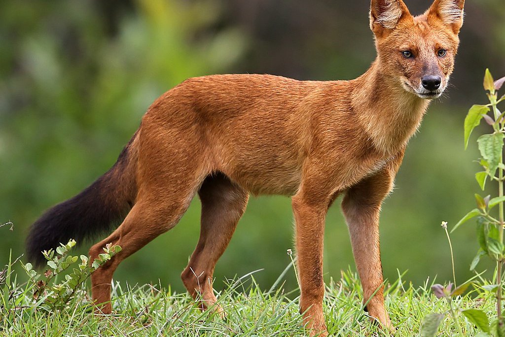 Assessing the Status, Distribution, and Conservation Threat of Dhole (Cuon alpinus) through Community Participation Program in Chitwan National Park, Nepal.