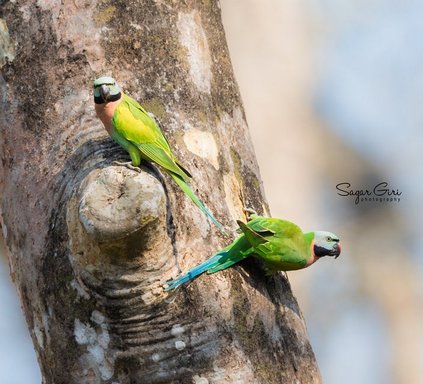Red-breasted Parakeet by Sagar Giri_Small.jpg