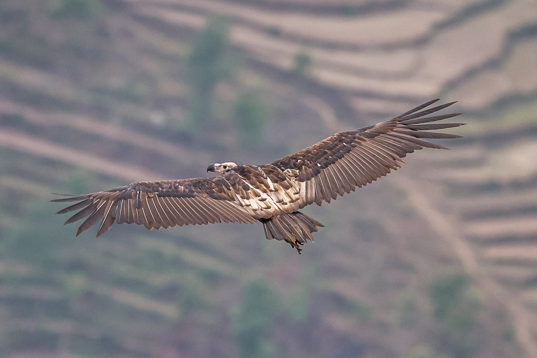 An overview of vultures in the world