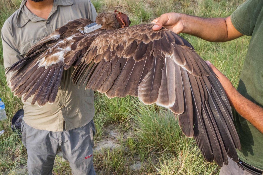 Movement study on two rare species of eagle using GPS transmitters in Nepal