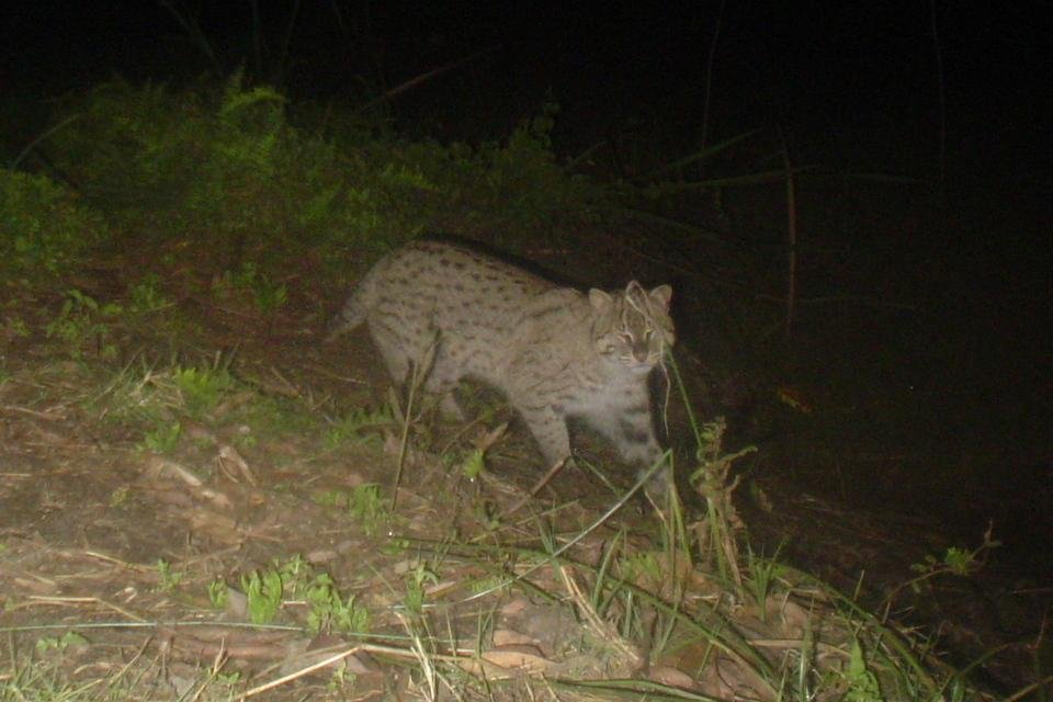 Establishing Priority Conservation Areas for Fishing Cat in Koshi Tappu Wildlife Reserve, Nepal