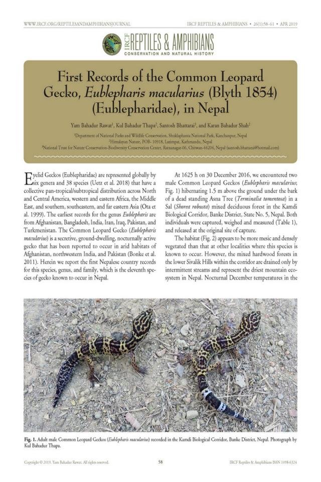 First Records of Common Leopard Gecko in Nepal