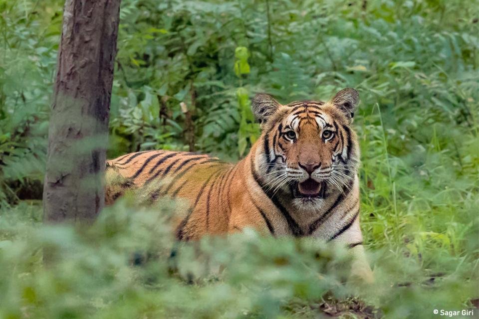 Supporting Trans-boundary Tiger Recovery in India and Nepal